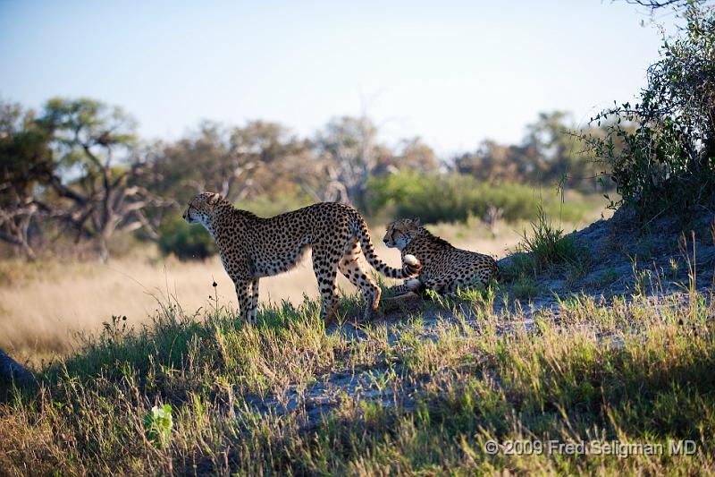 20090618_075605 D3 X1.jpg - Cheetah at Selinda Spillway (Hunda Island) Botswana